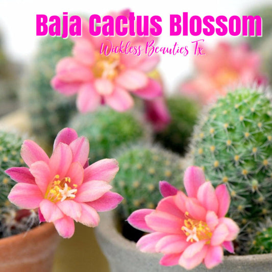 Baja Cactus Blossom - Scented Melt & Pour Wax